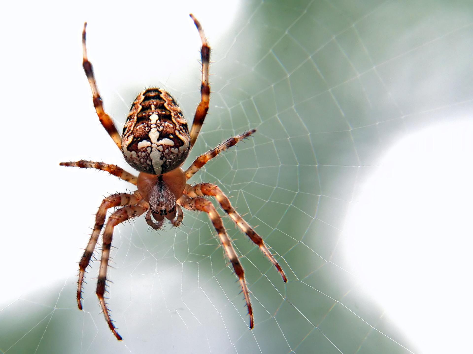 A spider on a web in wichita ks