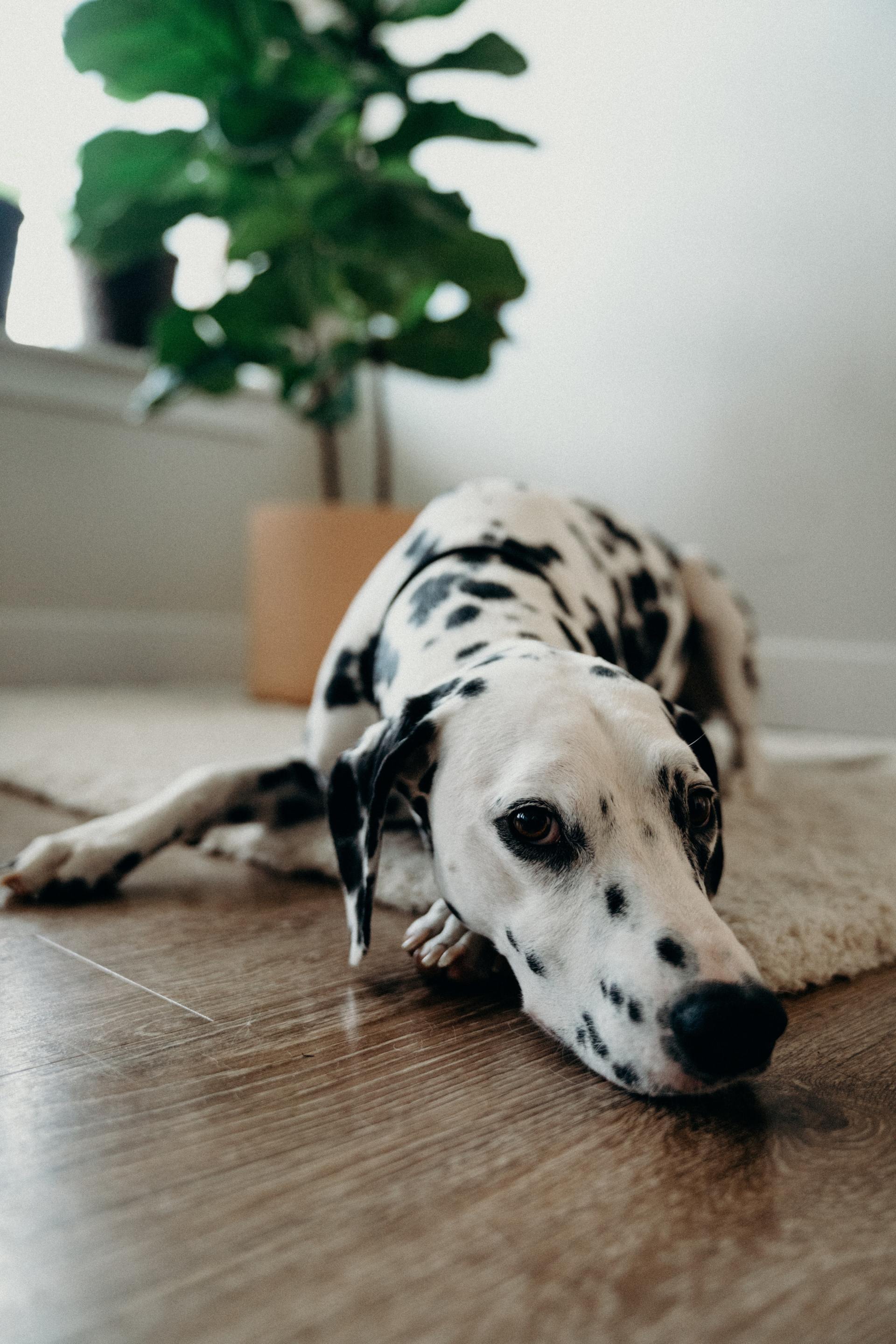 A white dog with black dots laying on a carpet