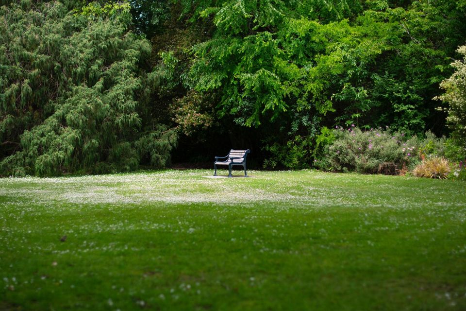 Bench in a large yard