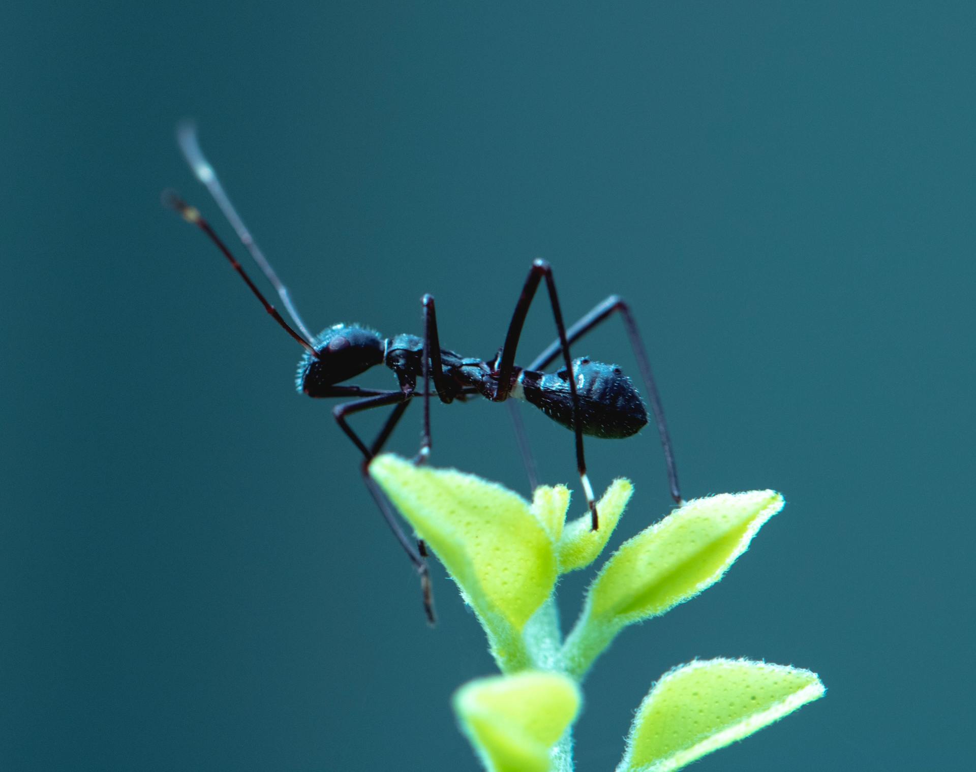 Image of an ant