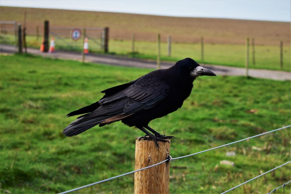 Black Crow Sitting on a Fence Post