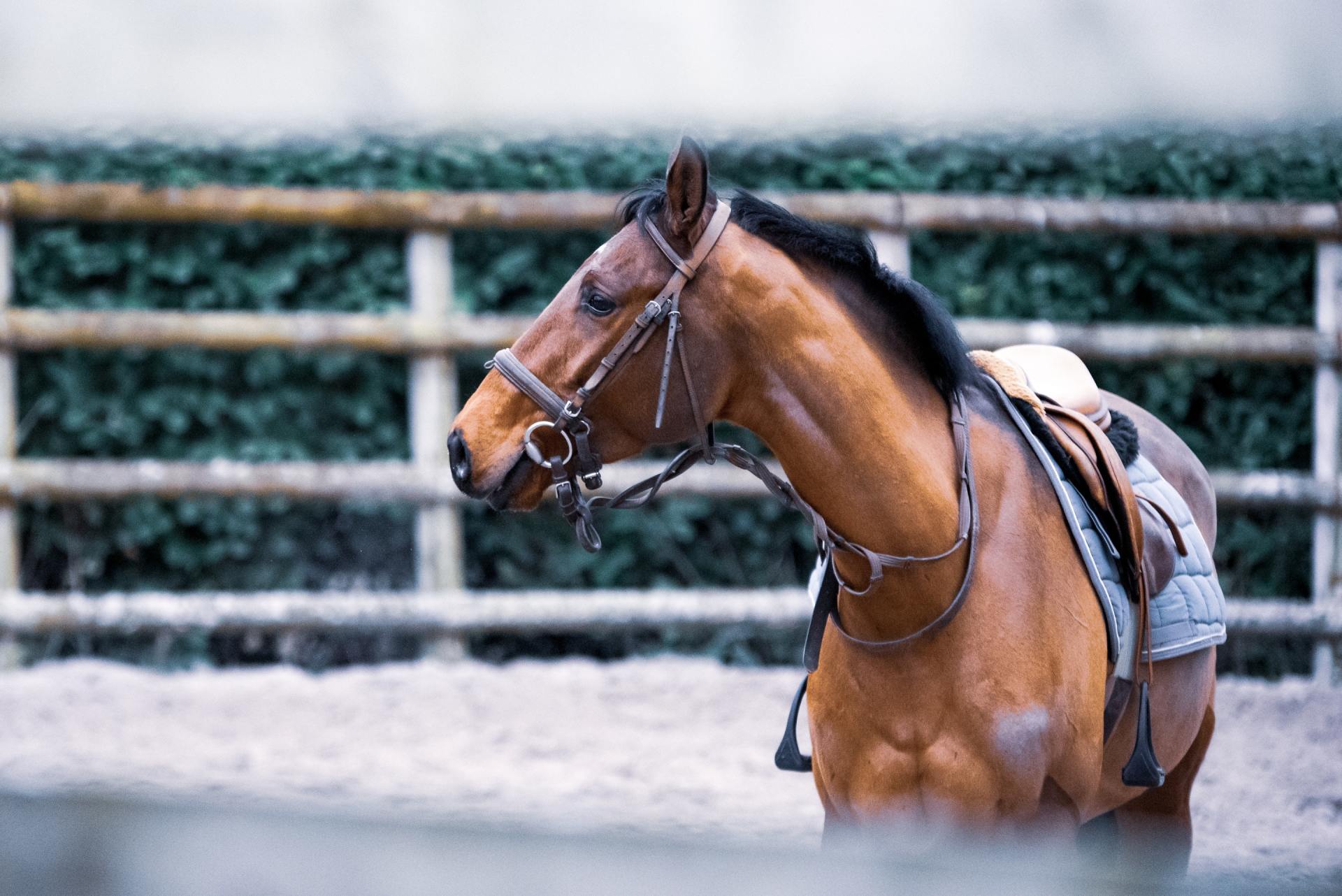 A brown horse with a bridle and saddle is standing in a fenced in area.