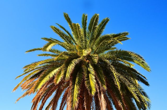 palm tree removal free