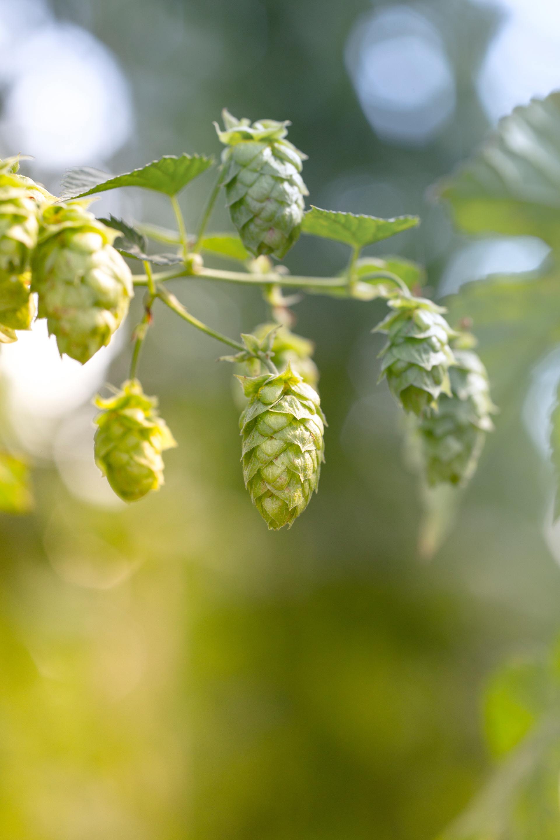 Hop cones on the bine