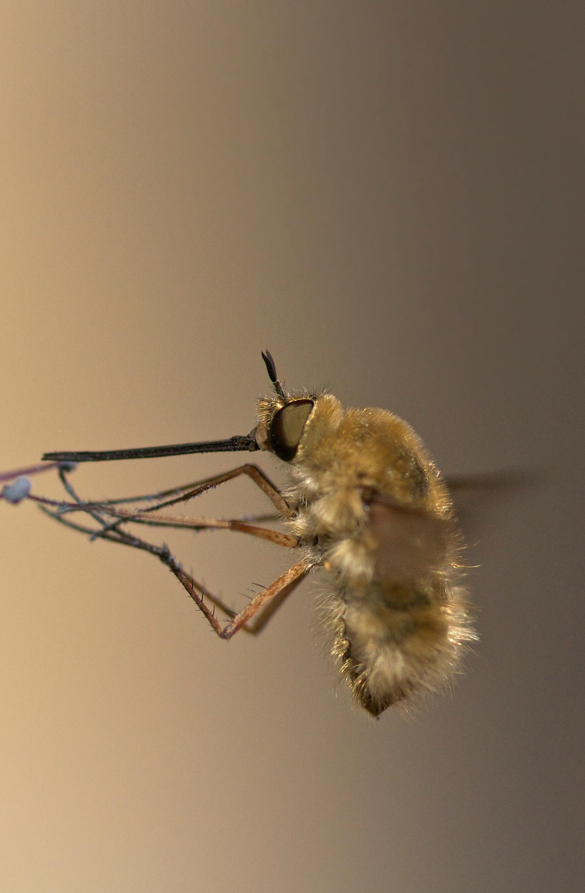 a close up of a mosquito sitting on a stick .