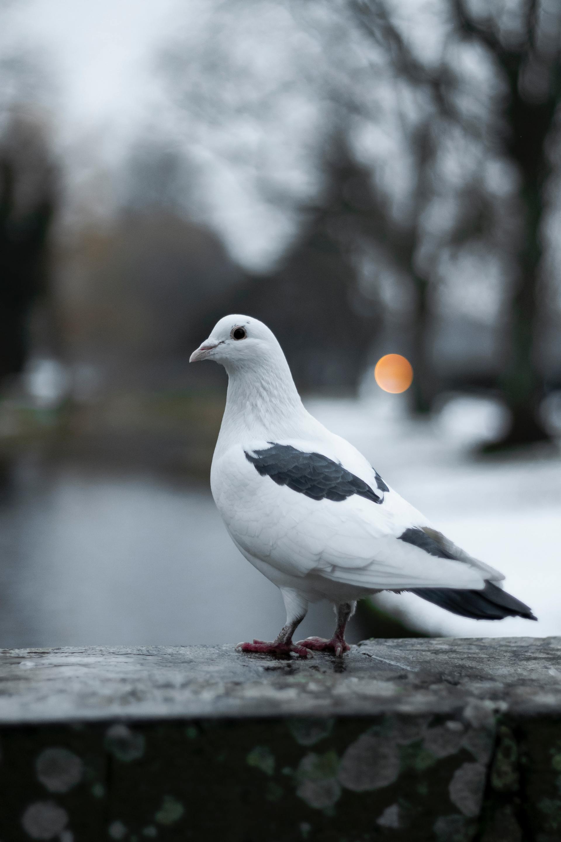 a white pigeon is standing on a ledge in the snow .