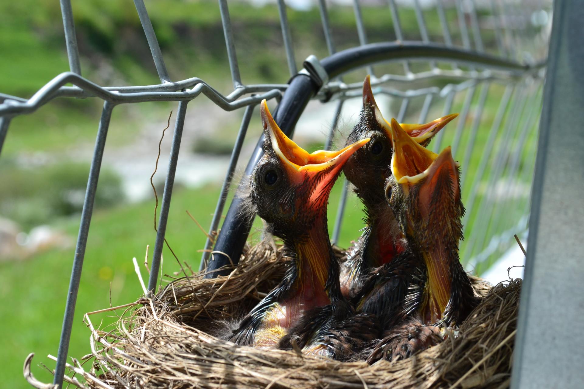 three baby birds are sitting in a nest with their mouths open .