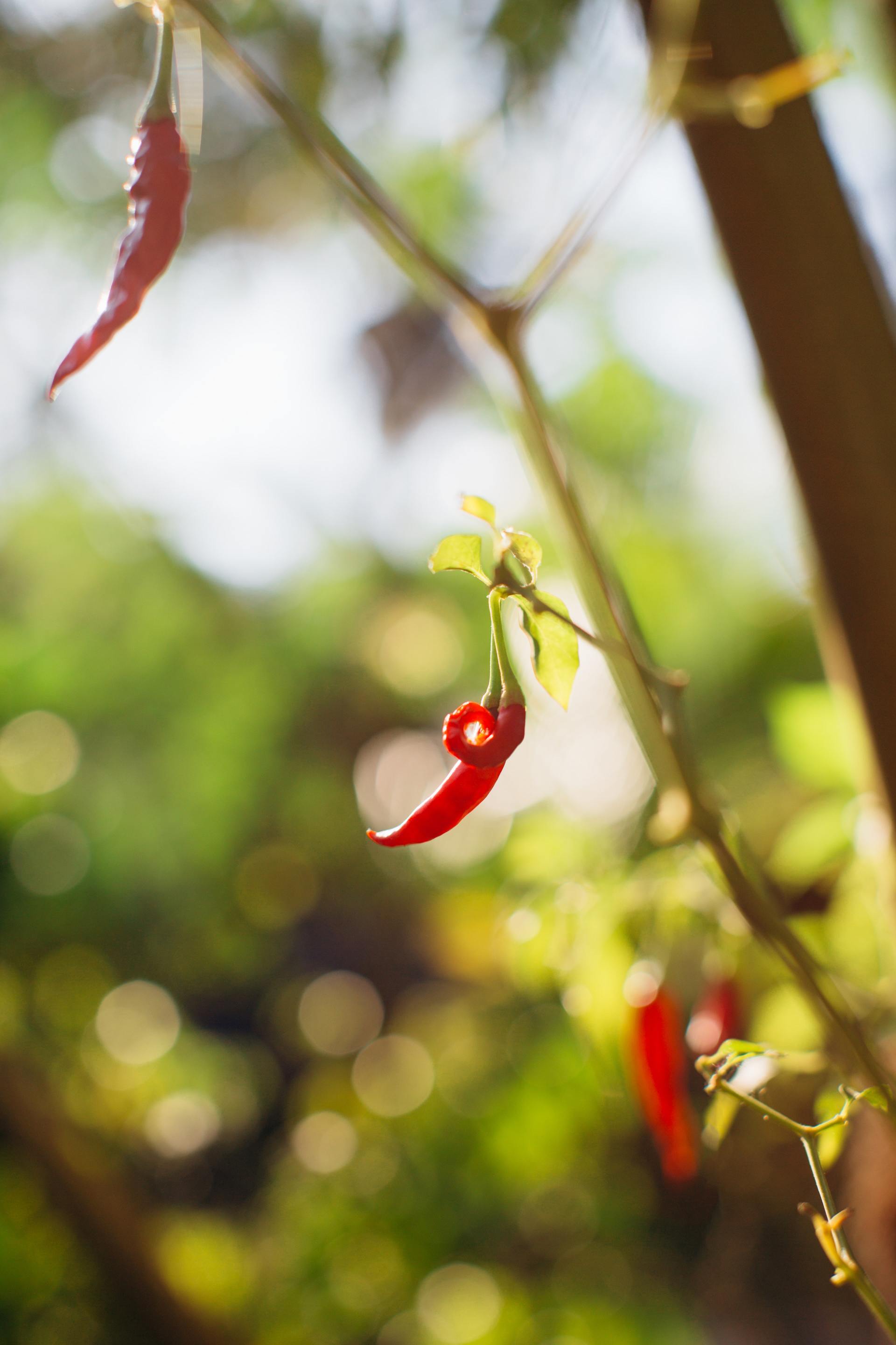 A red pepper is hanging from a tree branch.