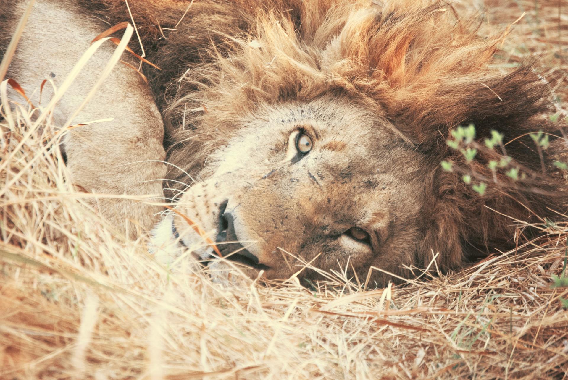 Свободный лев. Lion laying.