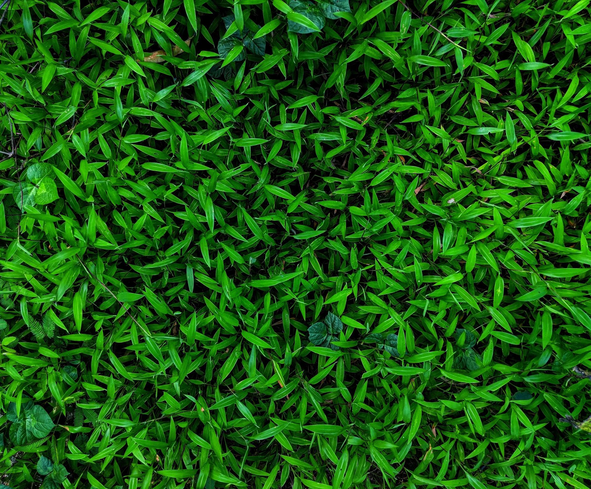 Grass