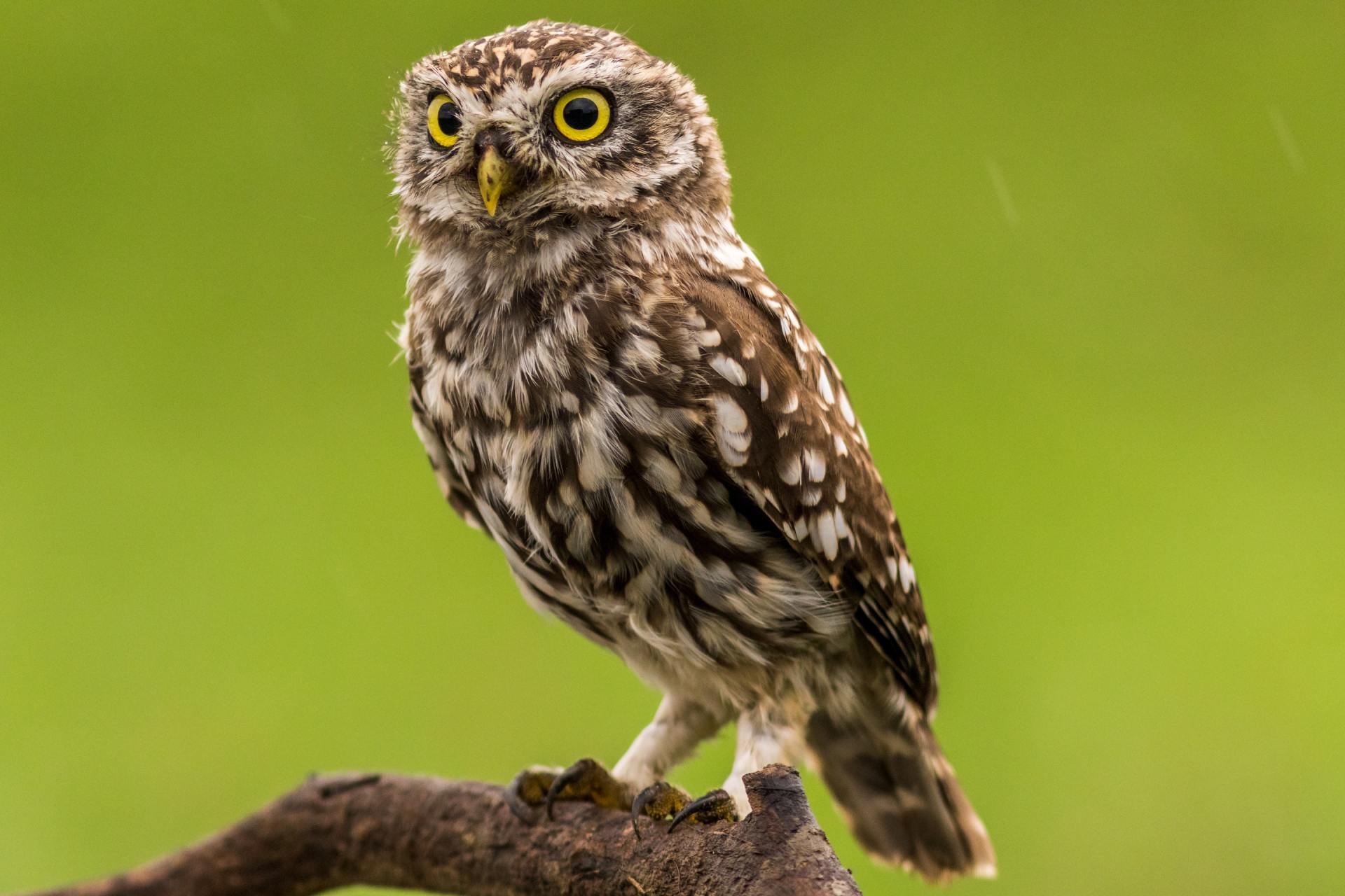 Burrowing Owl