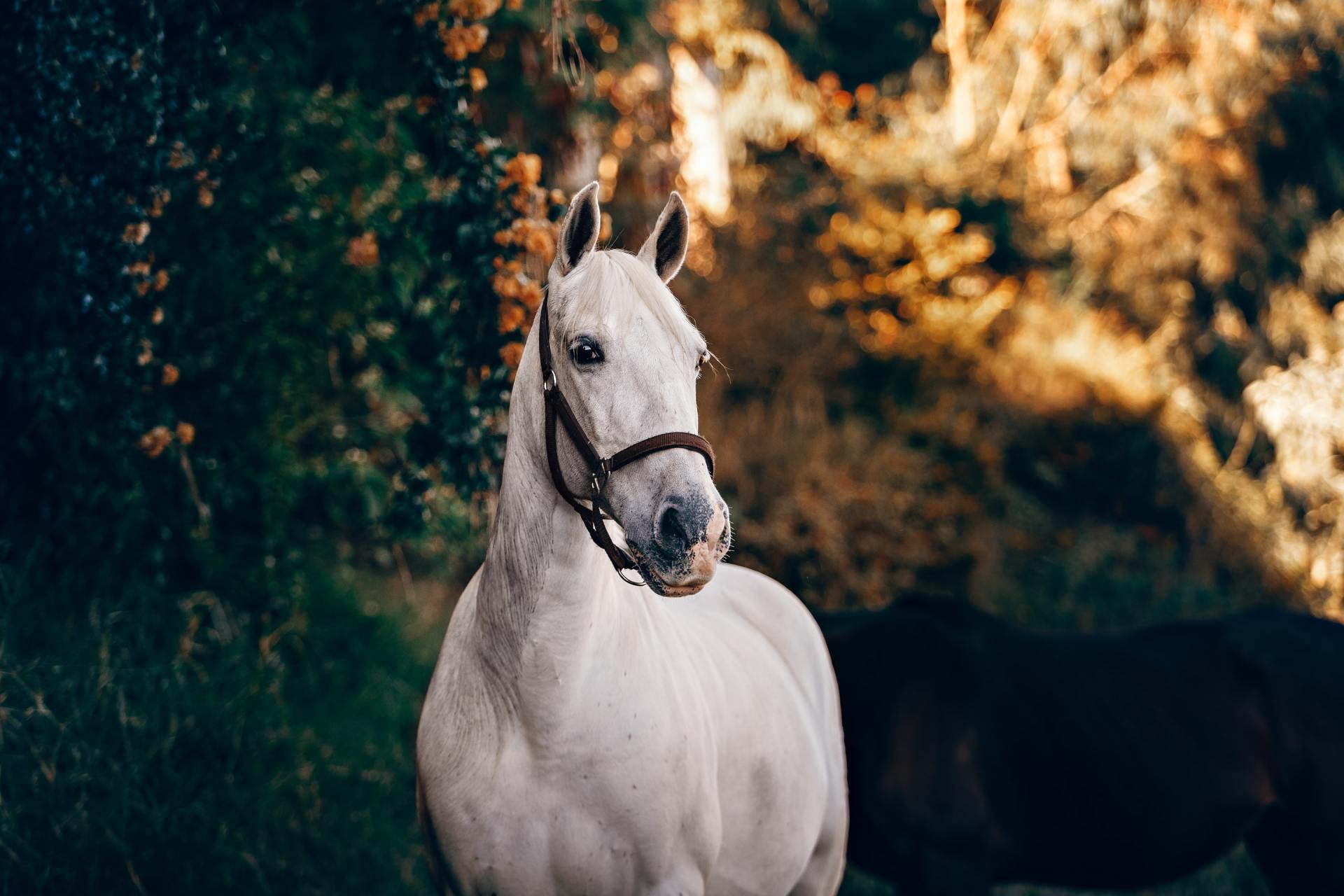 a white horse with a brown bridle is standing in the woods