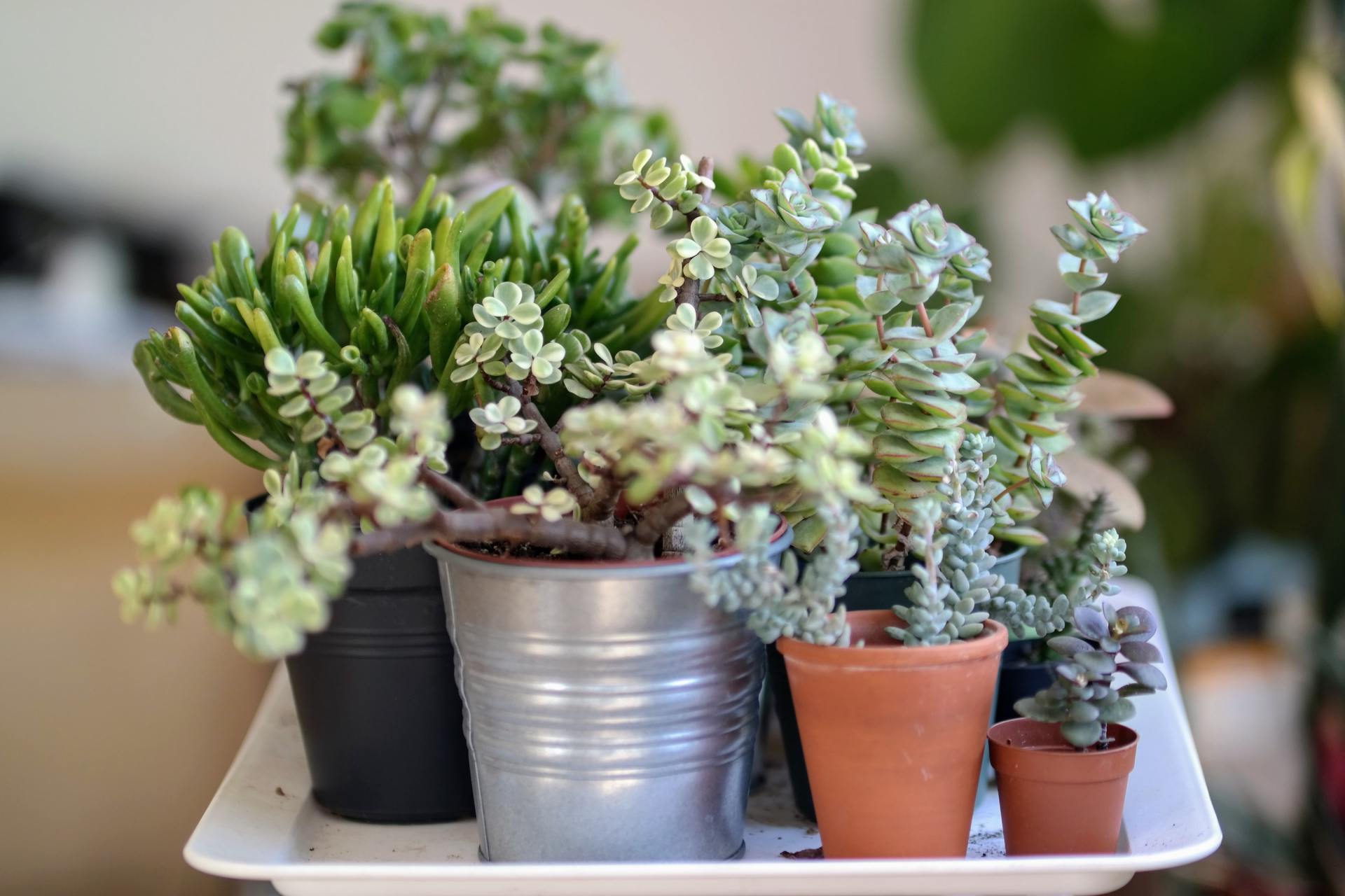 A tray filled with potted plants on a table.