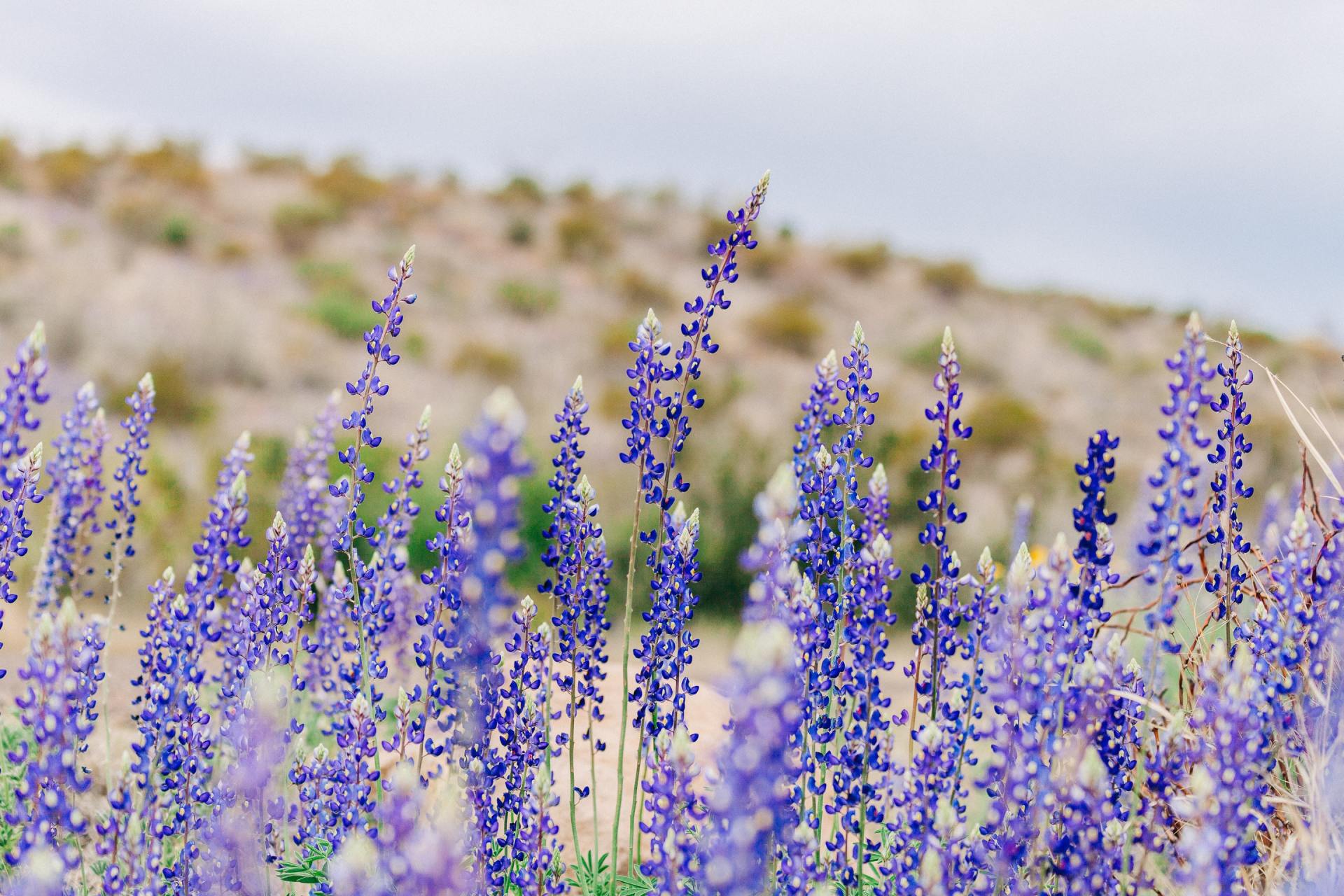 regional job board button