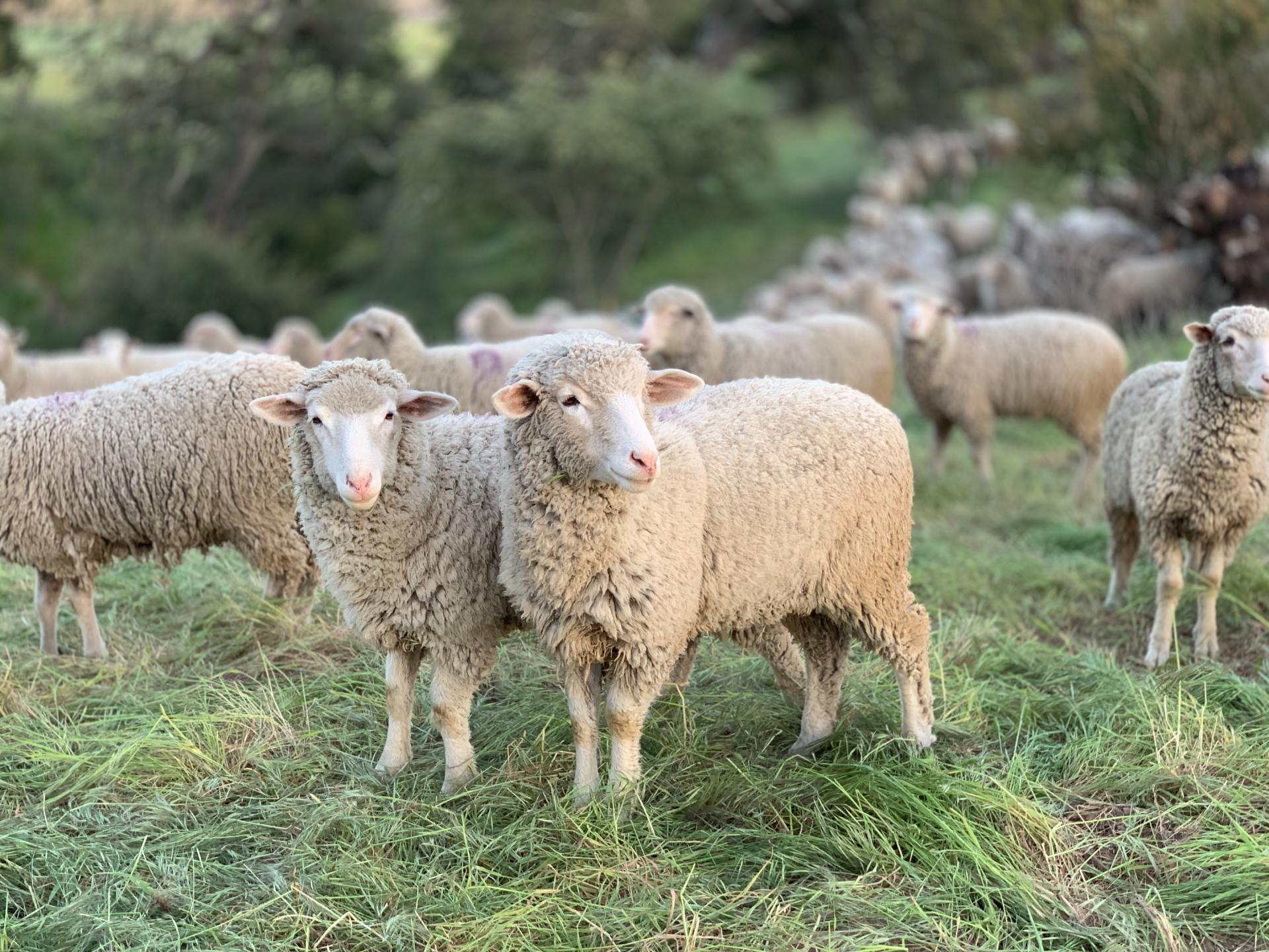 Wool Sheep