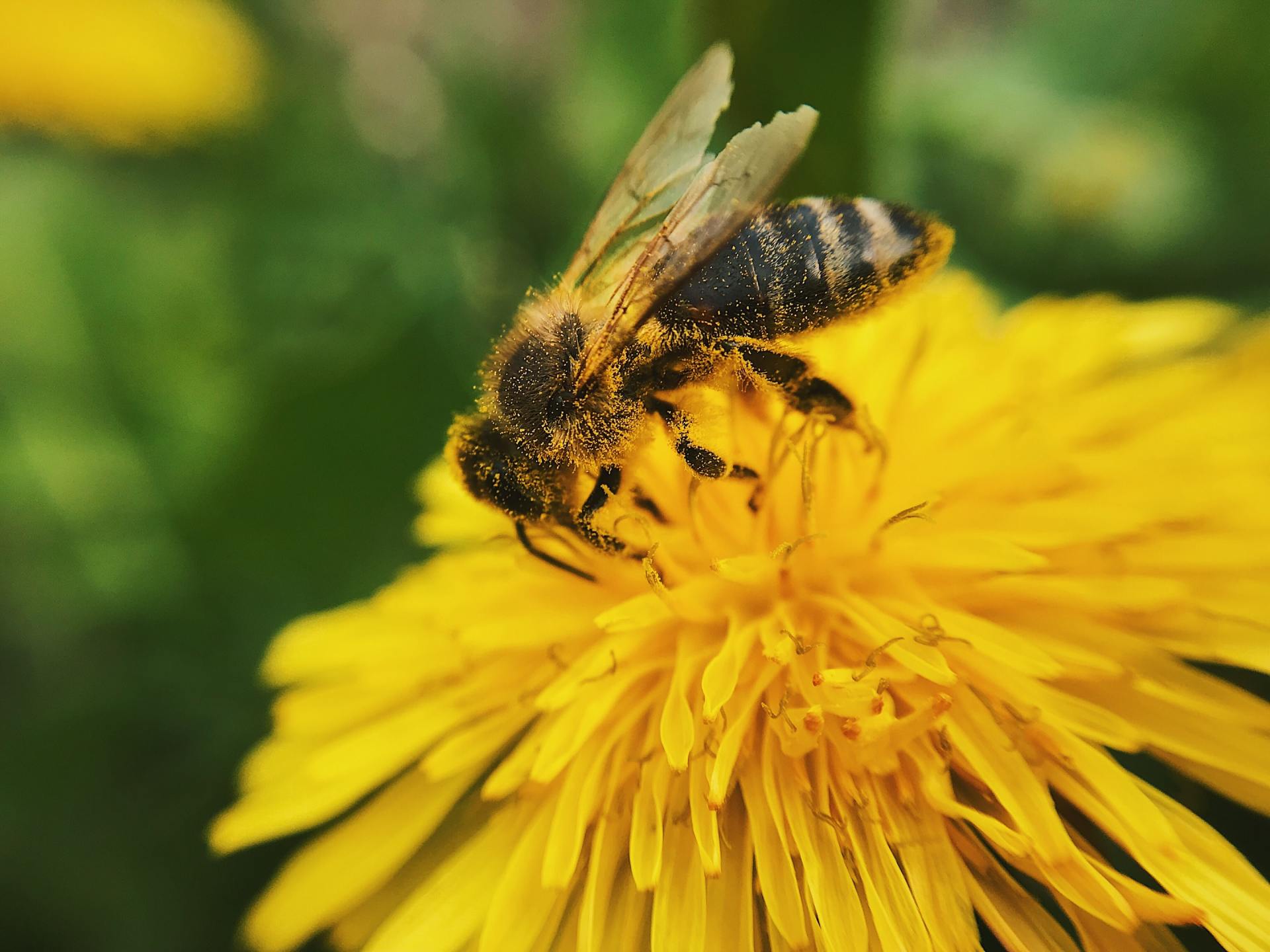 wasp on a flower