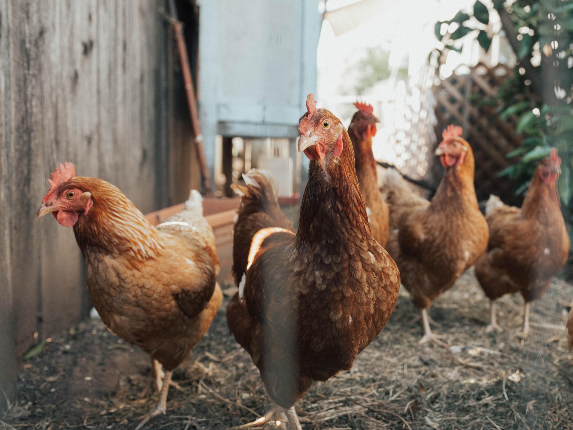 a group of brown chickens standing in a chicken coop