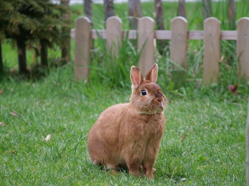 Brown rabbit in a yard