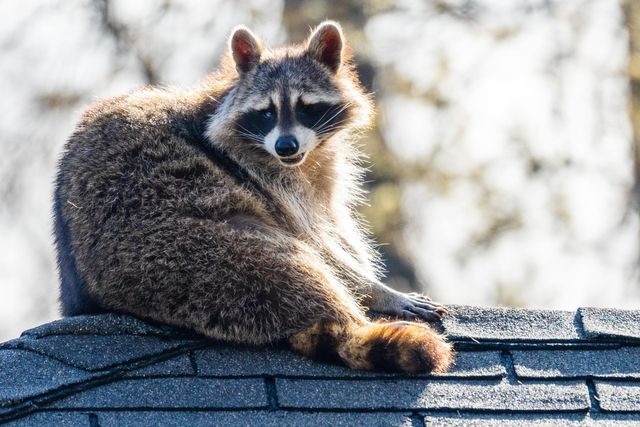 Raccoon Removal Services In MA & RI | Pest Assassins