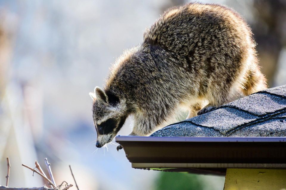 Raccoon on a Shingle Roof