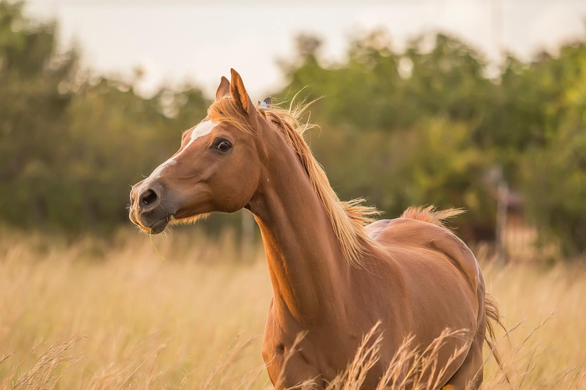 beautiful horse walking through field