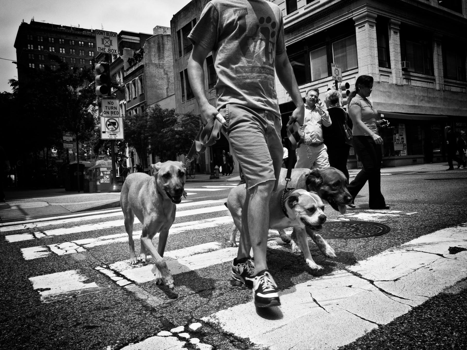 Person walking three dogs across a crosswalk in a city.
