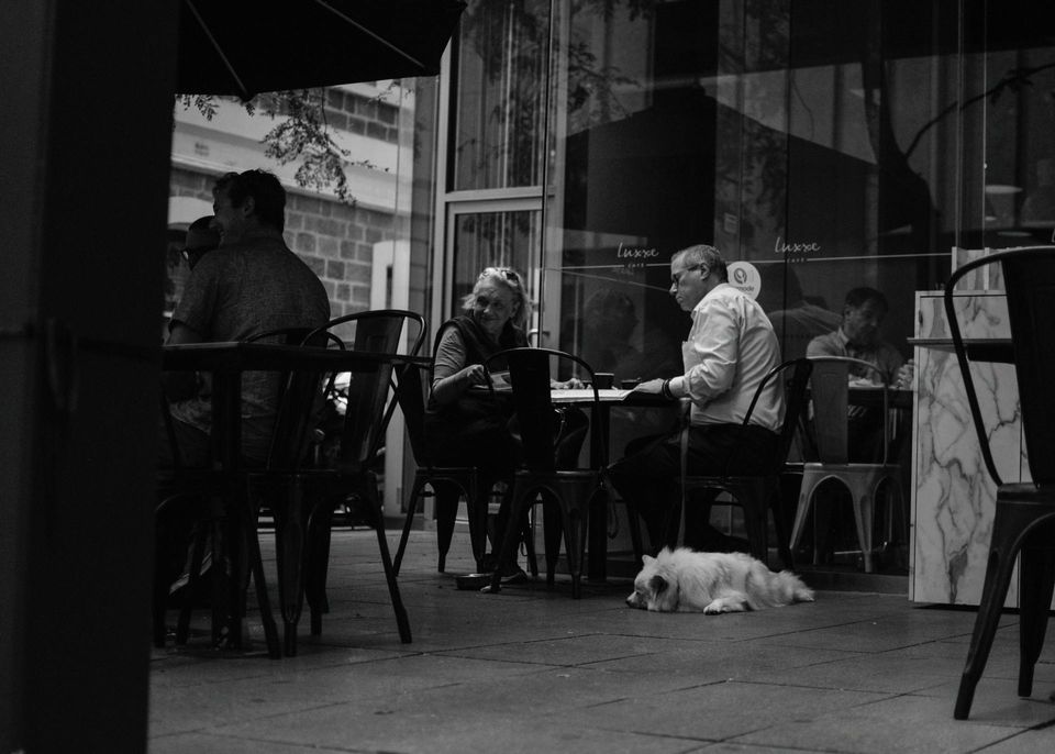 Stock photo of a dog in an outdoor area at a restaurant.