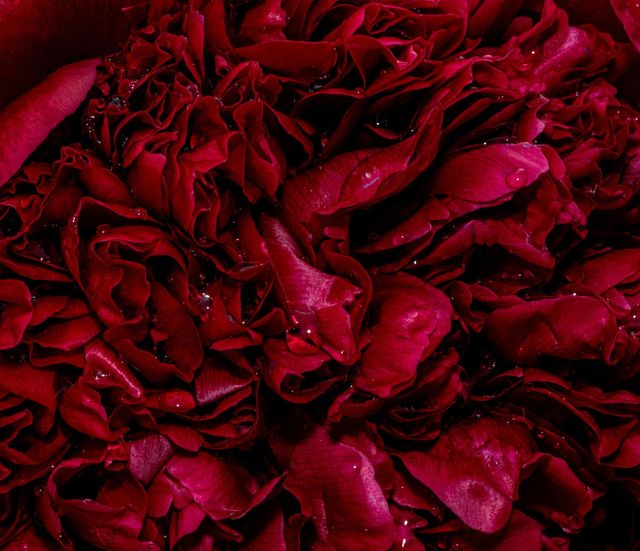 Large Red Rose Petals Hanging Garland