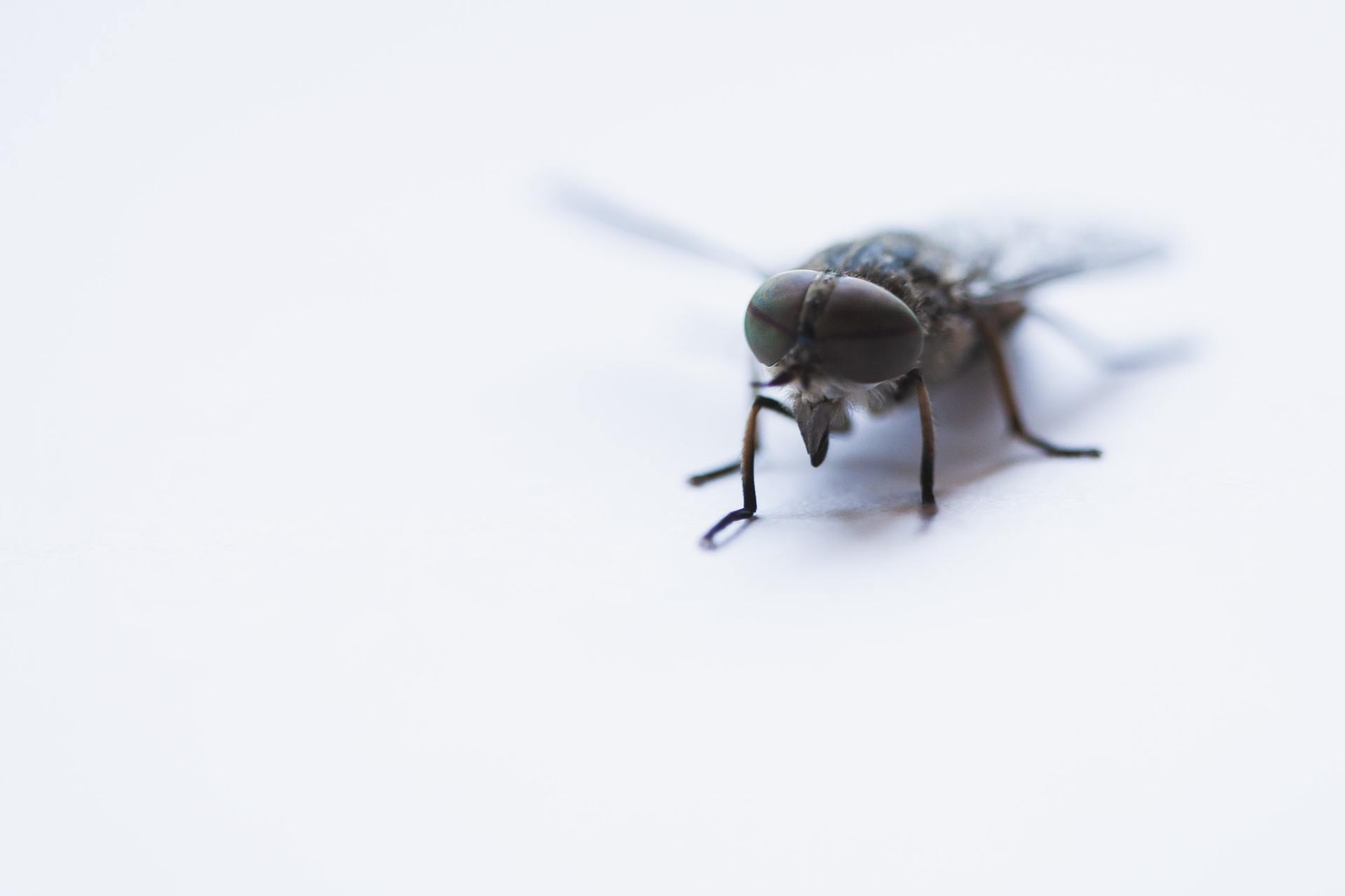 A close-up of a gray horse fly on a white surface.