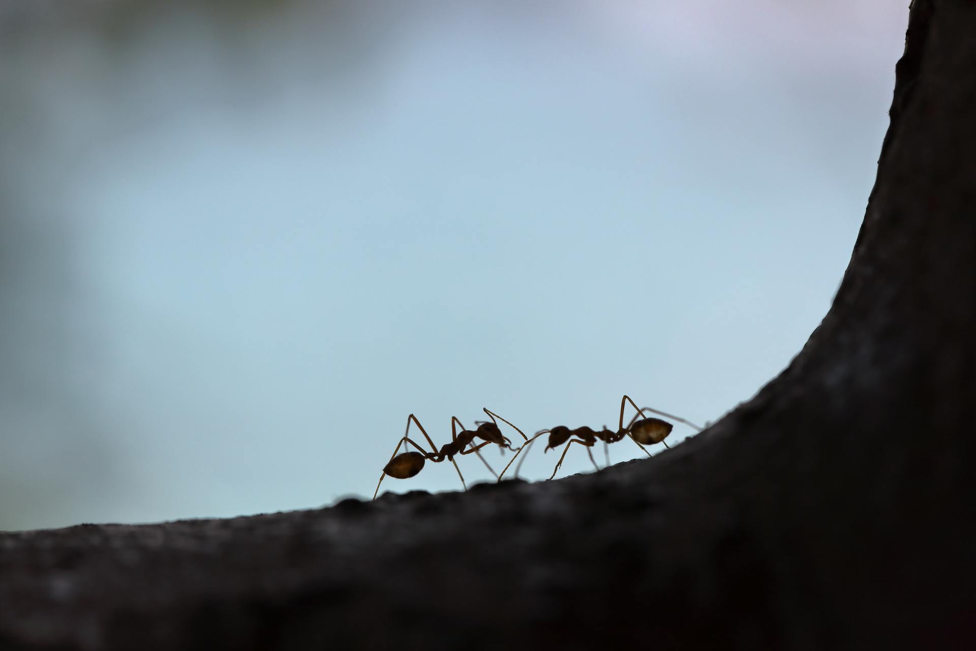 Ant Control for Buffalo, Amherst, Tonawanda & Cheektowaga, NY