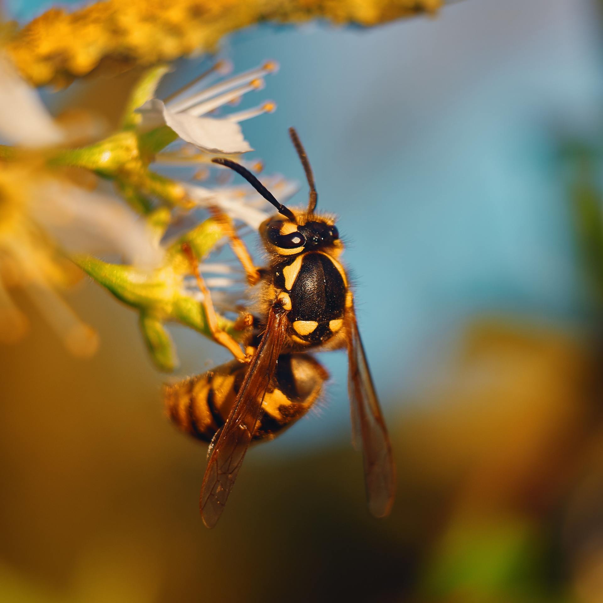 A close up of a wasp sitting on a flower