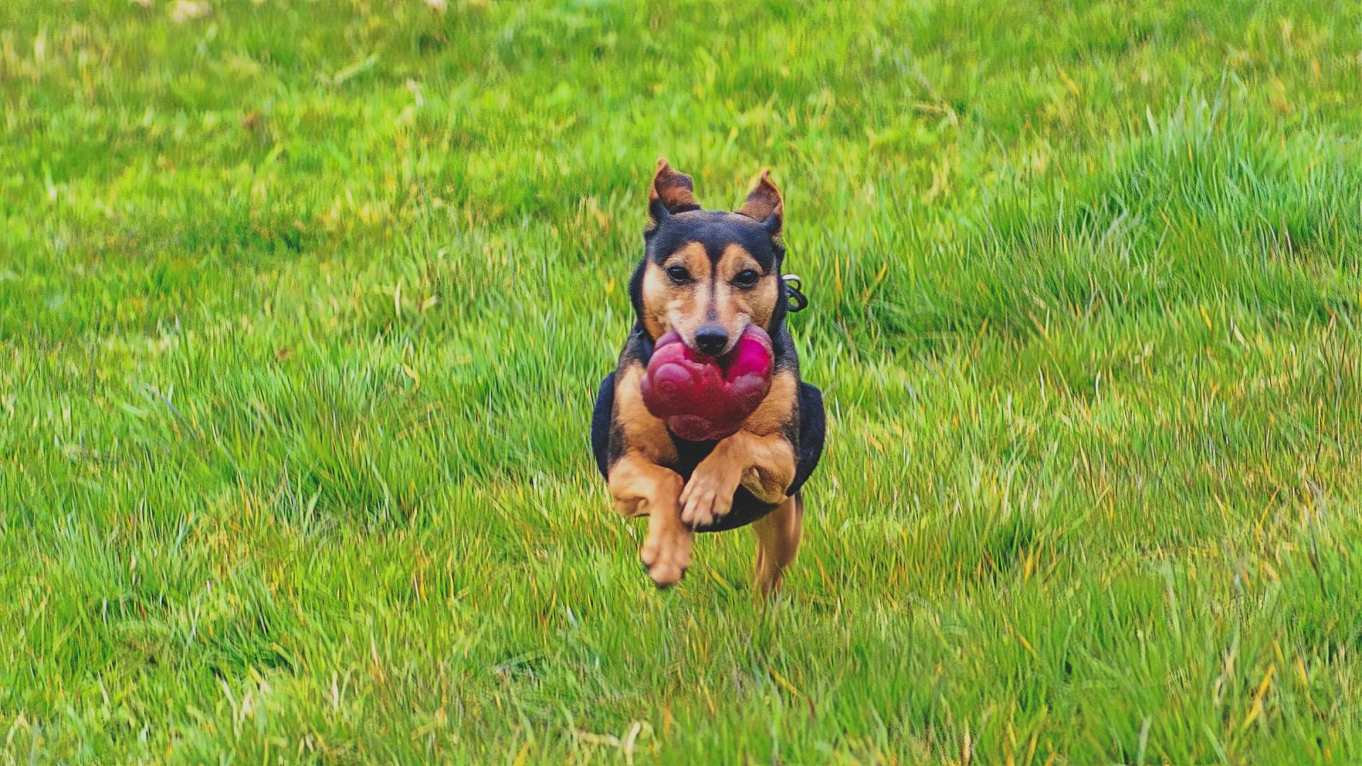 A dog is running in the grass with a red ball in its mouth.