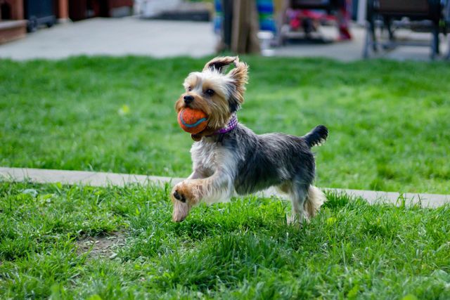 Signs Your Dog Is Going Deaf