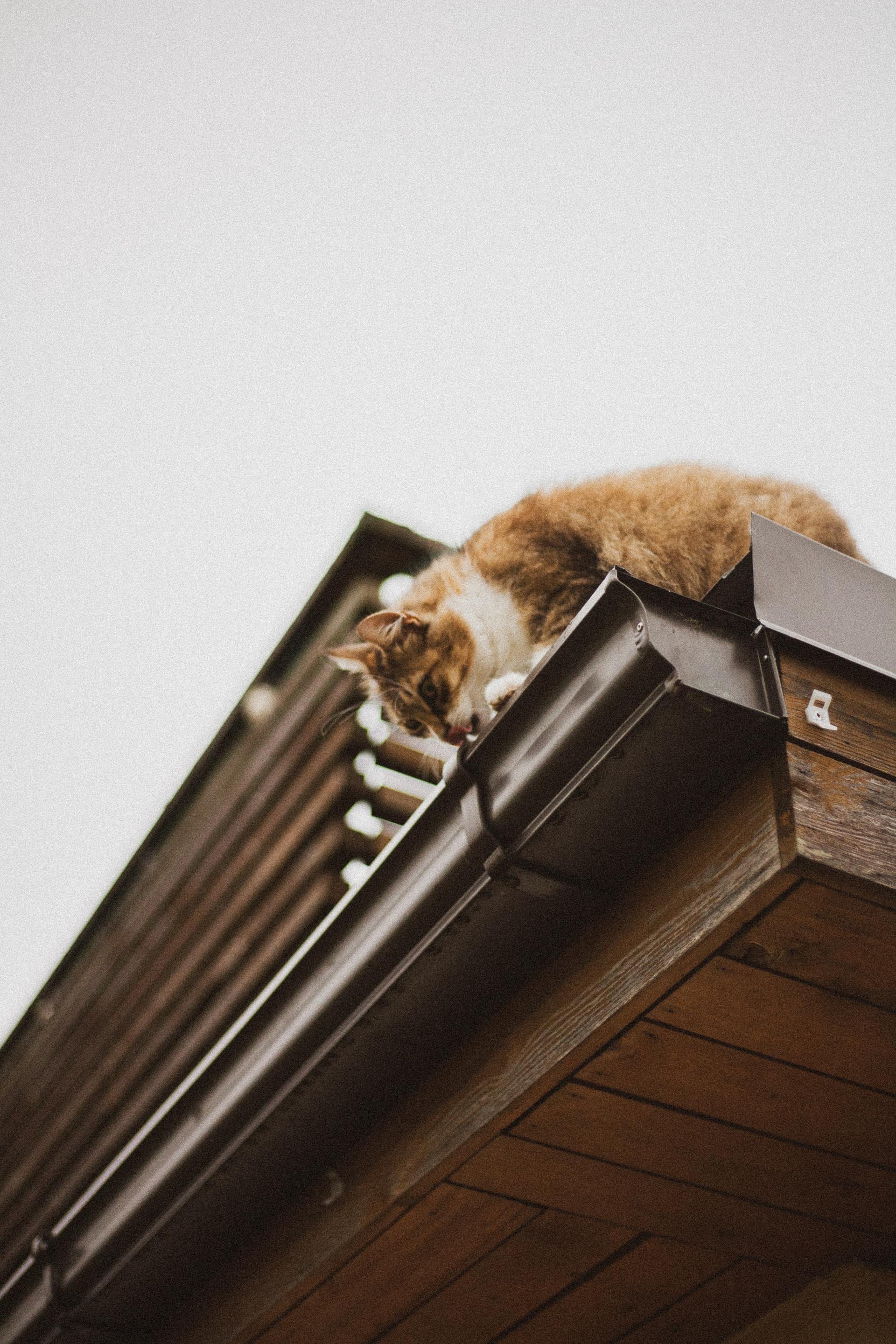 A cat is laying on the roof of a building.