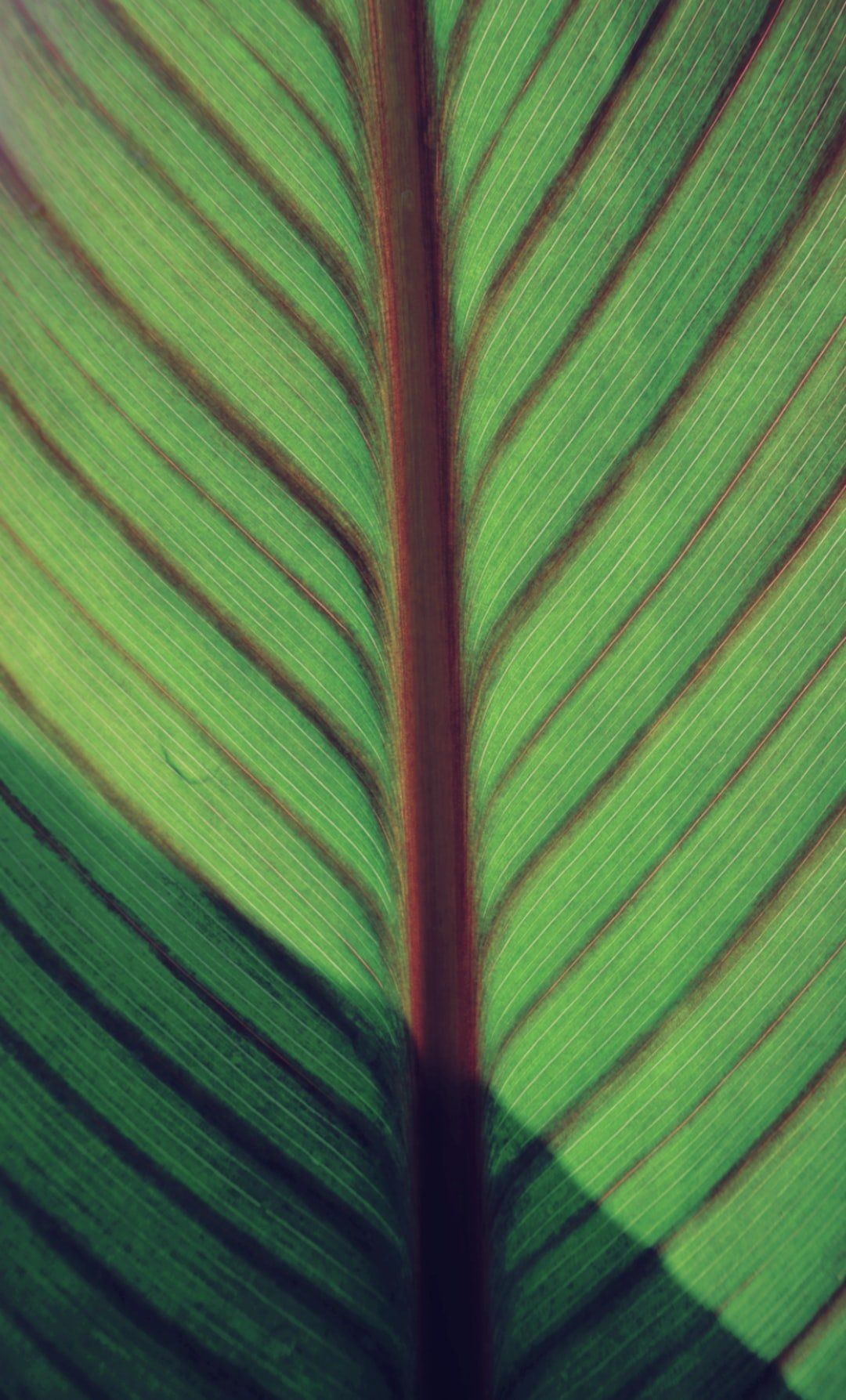 Close-up of a green leaf with brown veins and a prominent central stem, illuminated with sunlight.