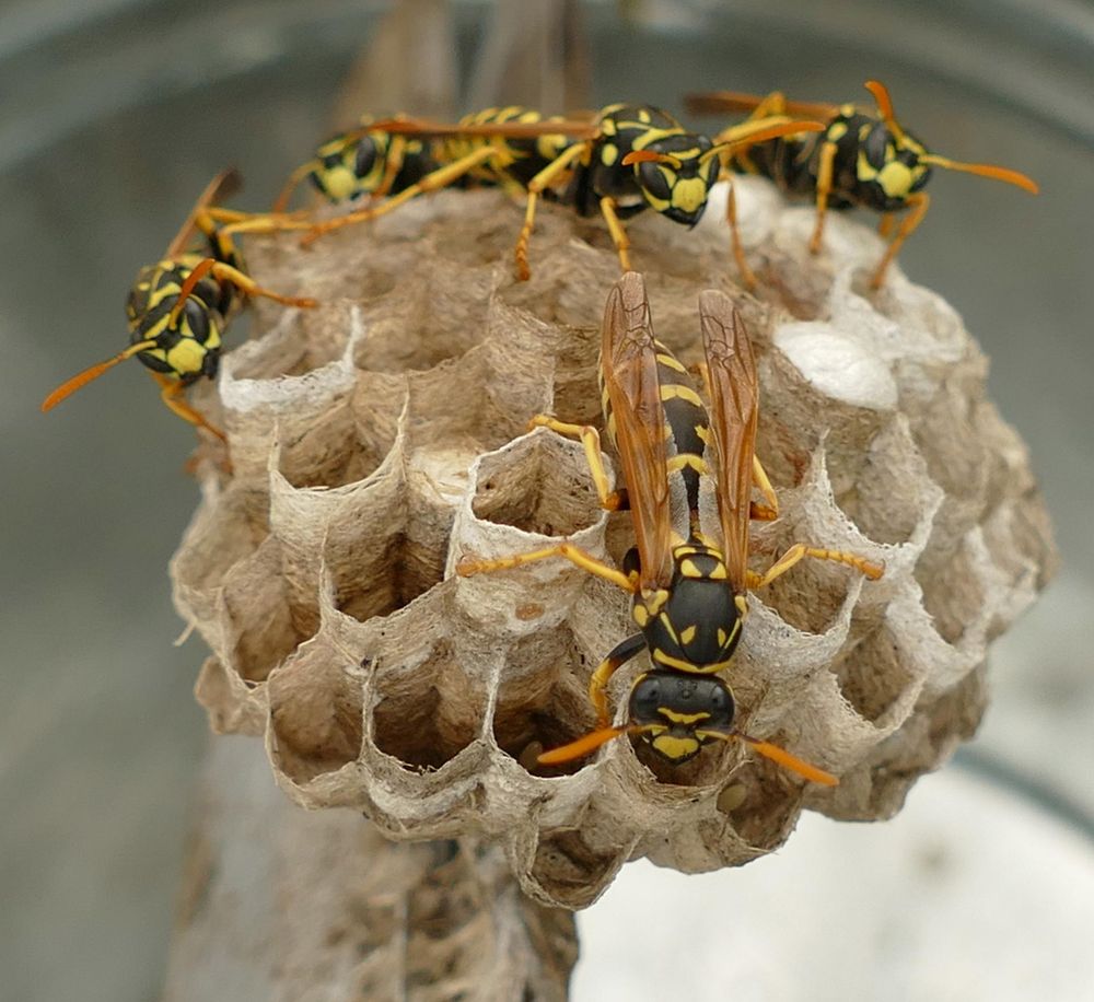 Wasp removal Jones pest control