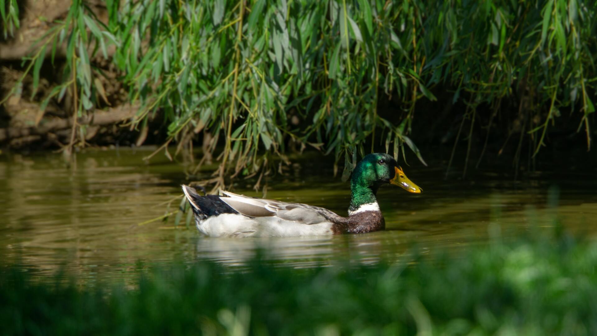 קורסים באזור השרון