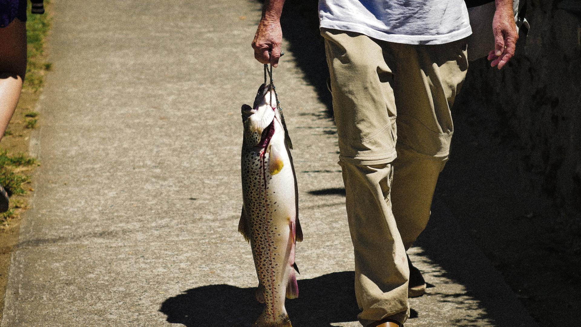 Рыбы 2024. Catfish Hunting.