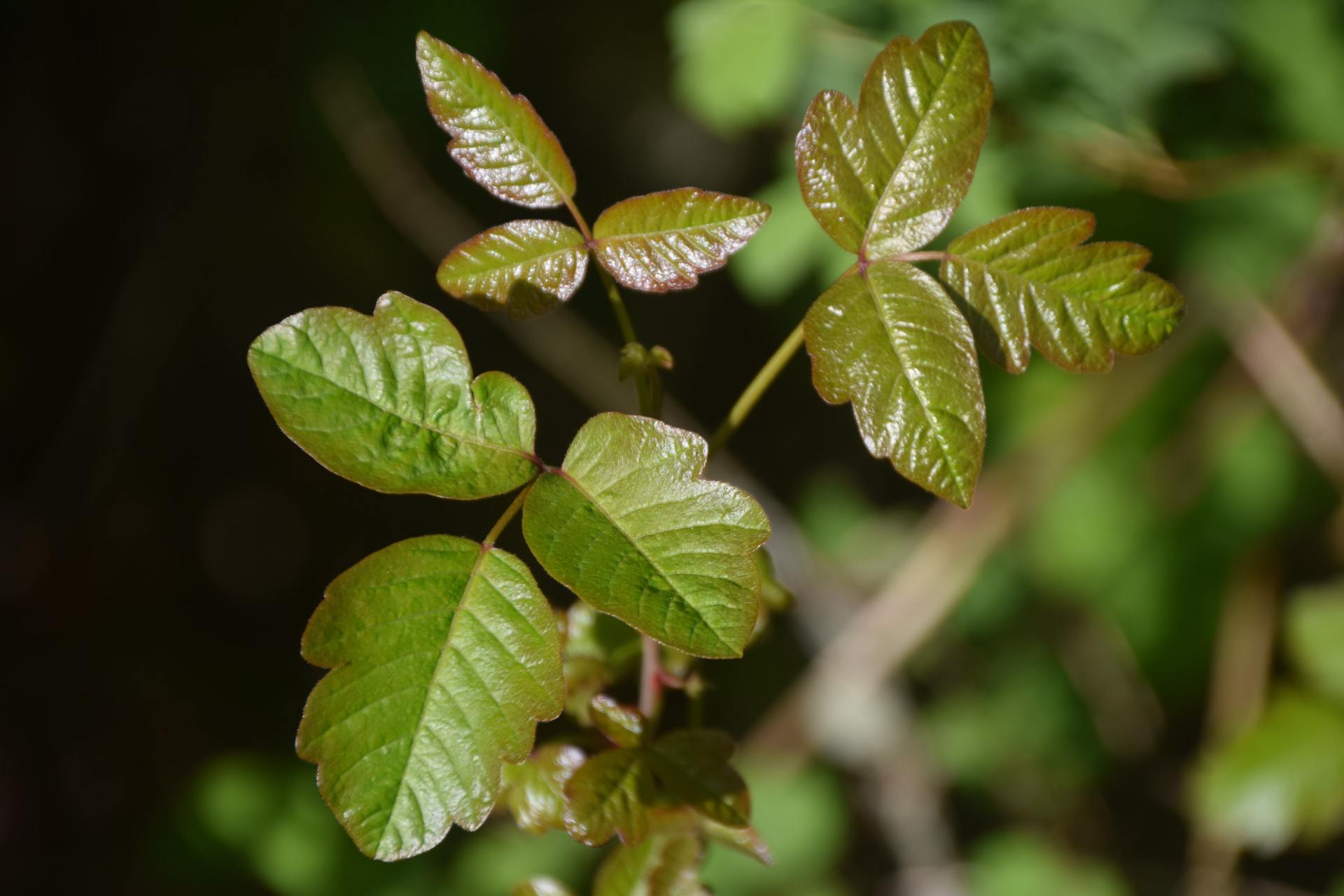 Poison Ivy FAQs for Summertime
