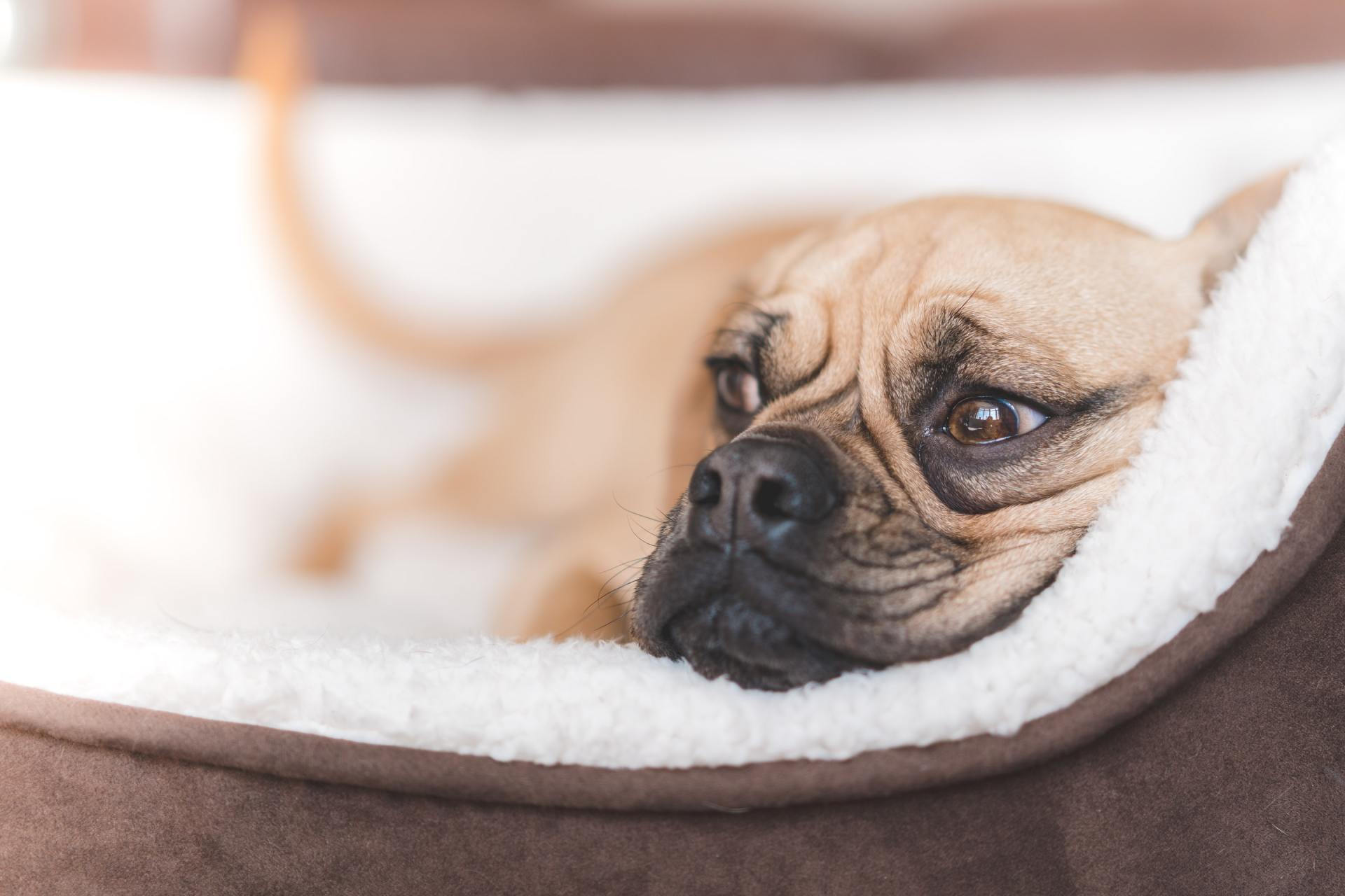 A french bulldog is laying in a dog bed.