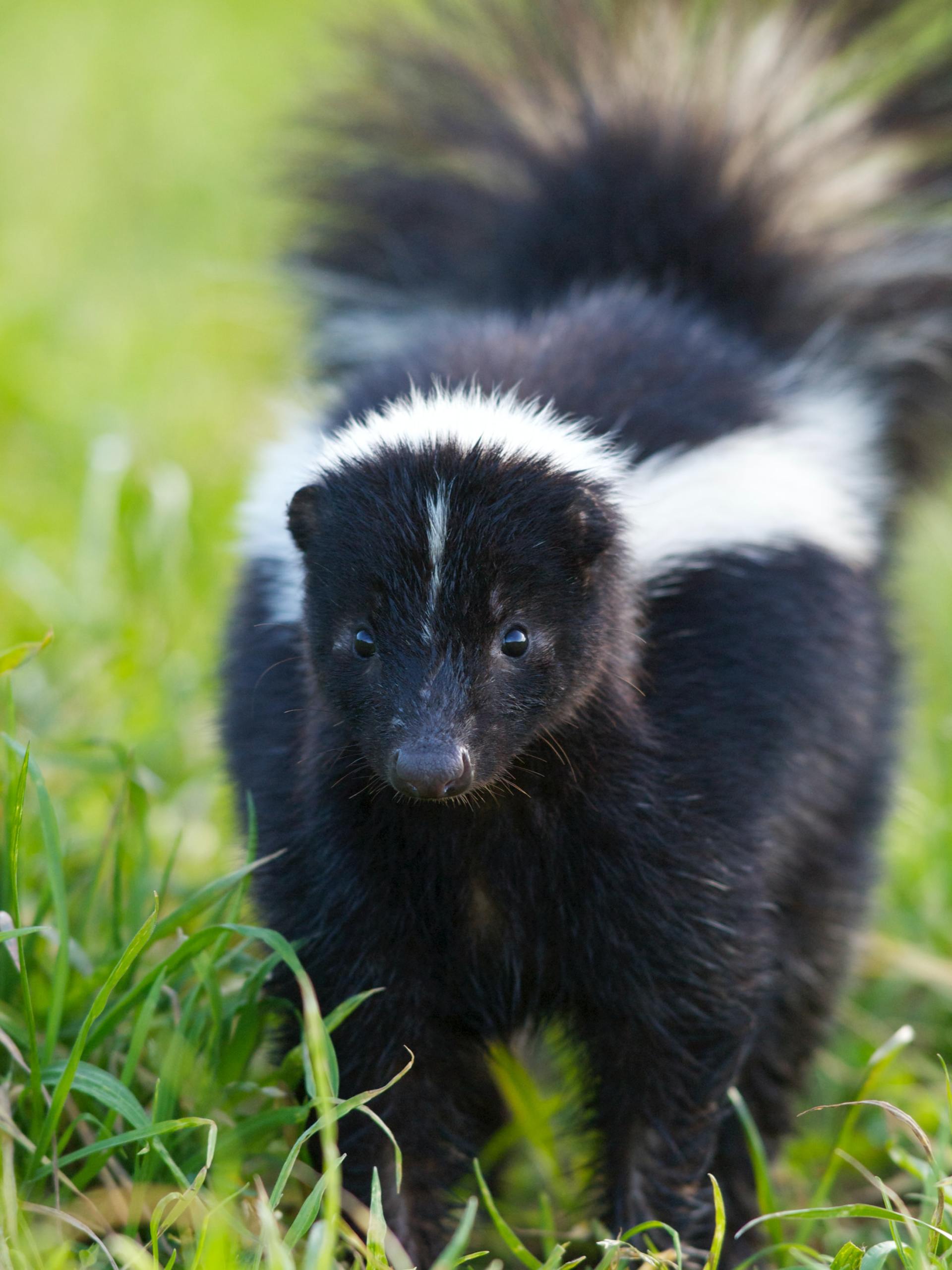 removal of unwanted skunk on property