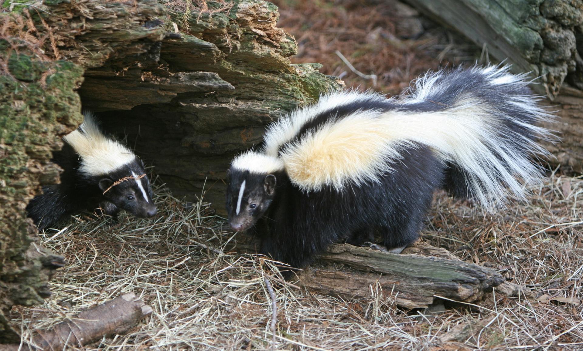 removal of unwanted skunk on property