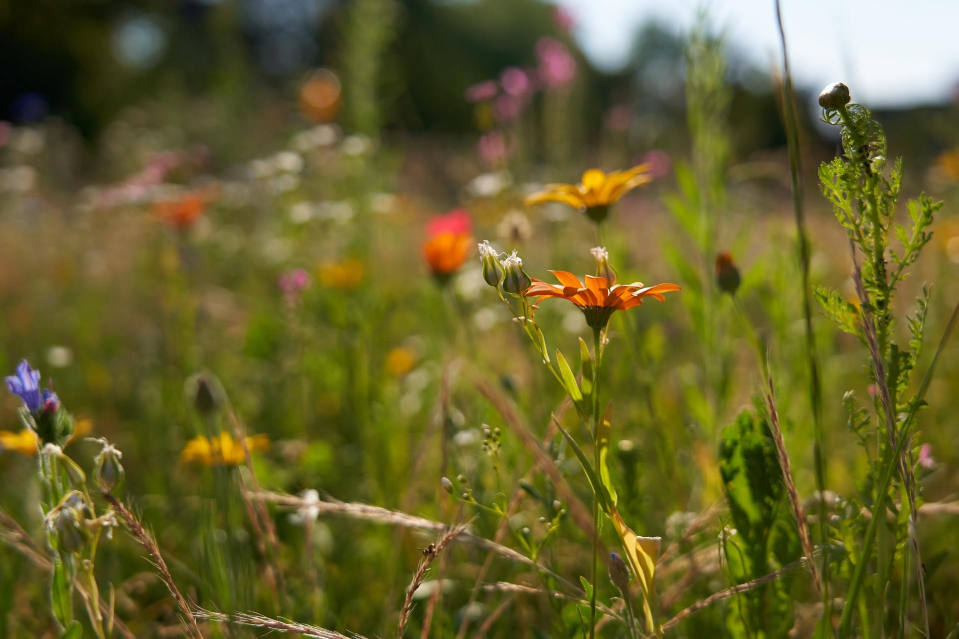 Auf diesem Feld gibt es viele verschiedene Blumenarten.