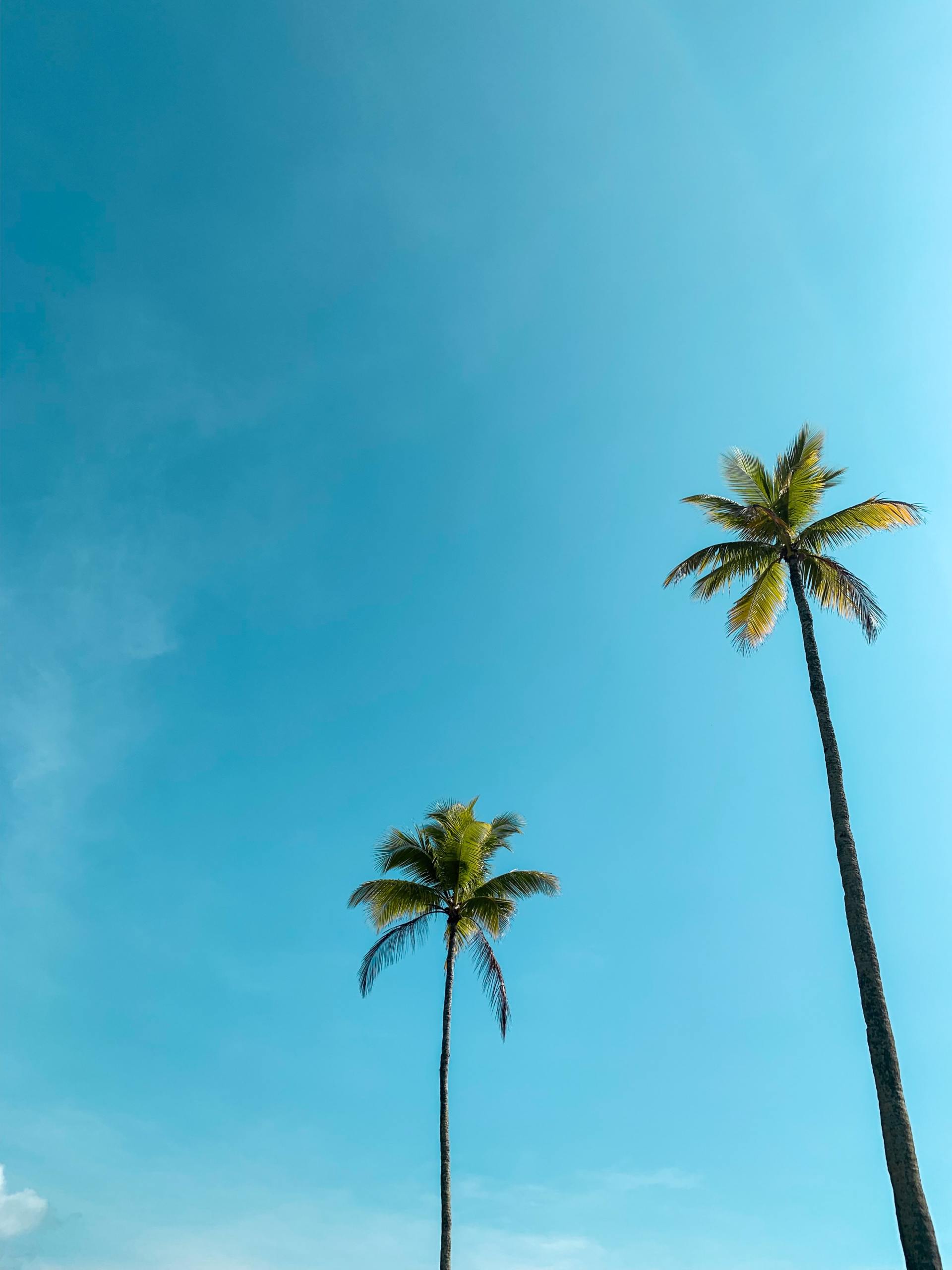 photos of palm trees and link to owner portal login page