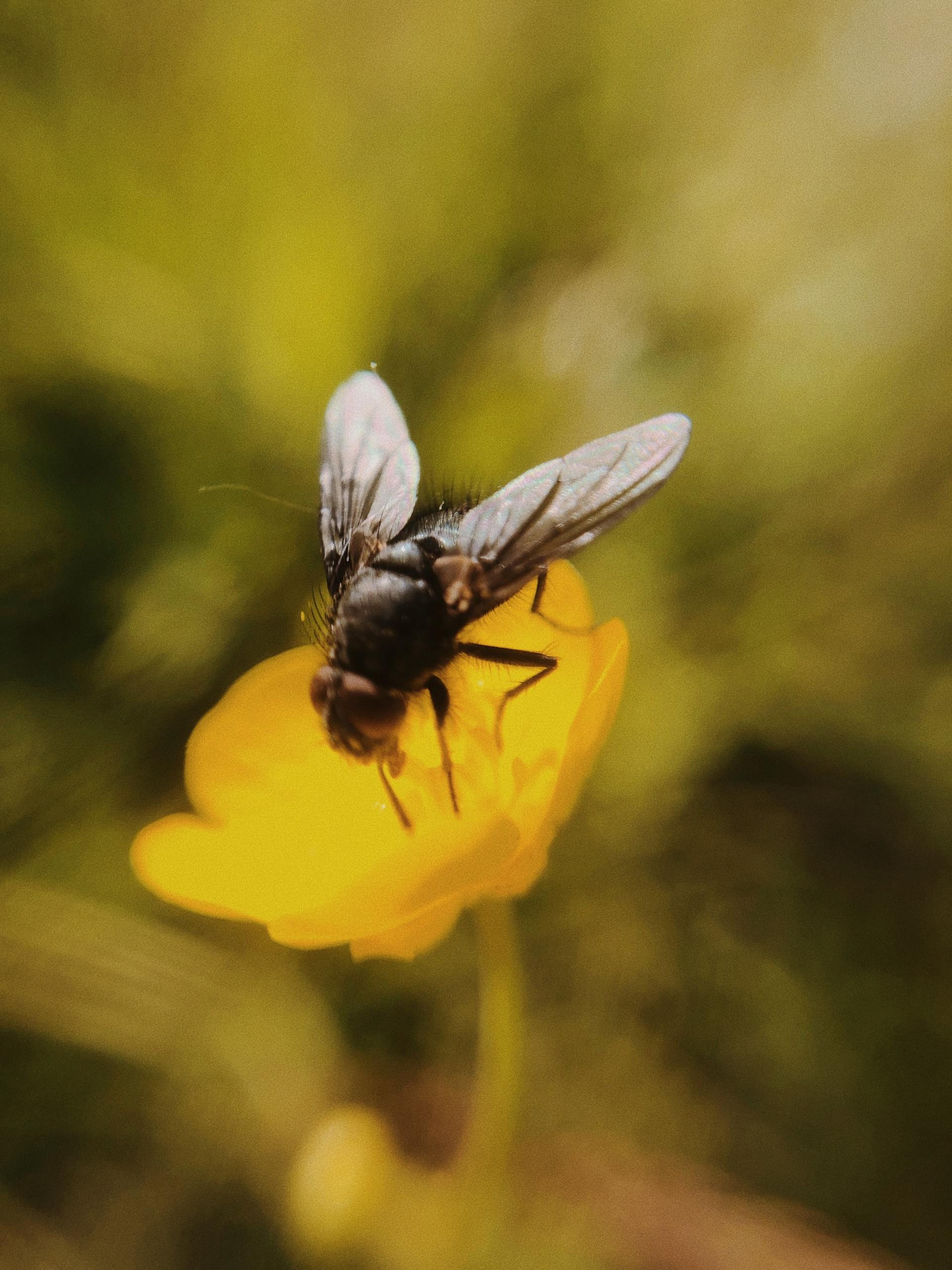 Housefly-On-A-Flower