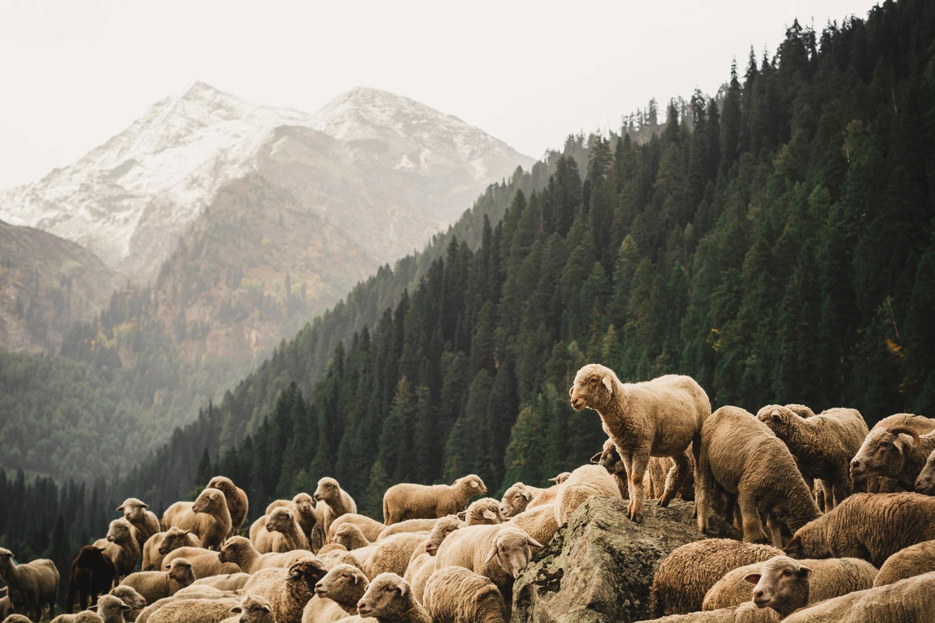 Mountain sheep