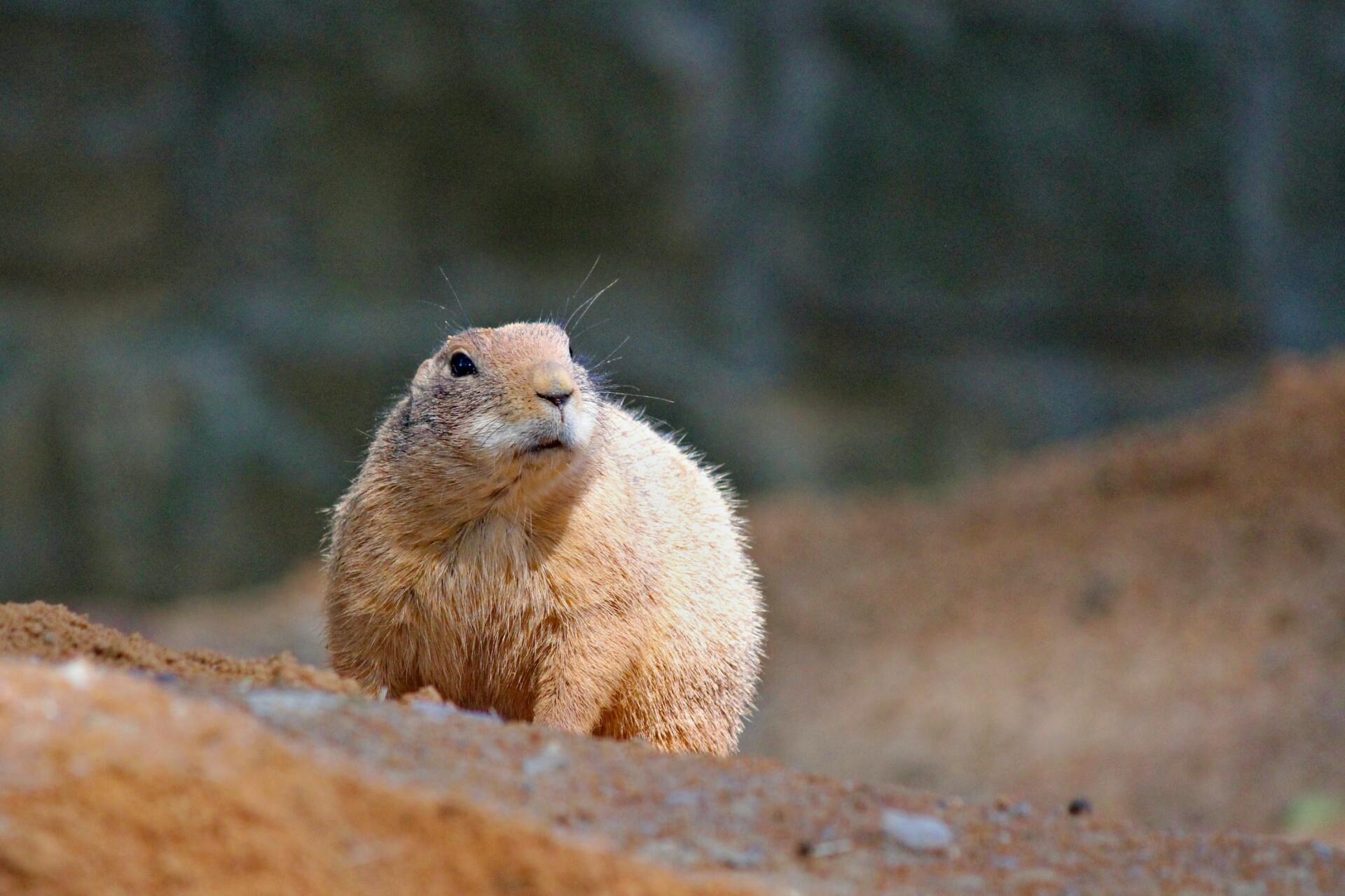 Prairie Dog Hunts In Nebraska Hunting Prairie Dogs Prairie Dog Hunts In Nebraska Hunting Prairie Dogs