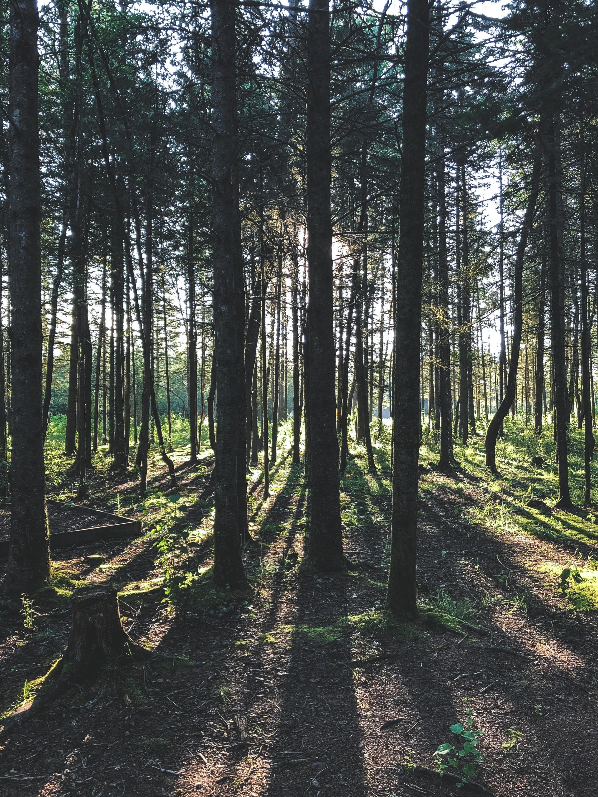 Land Clearing