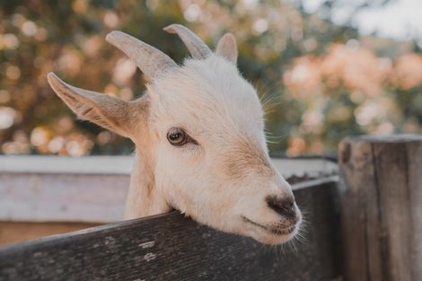 Windmill Acres Farm & Goat Milk Dairy LLC