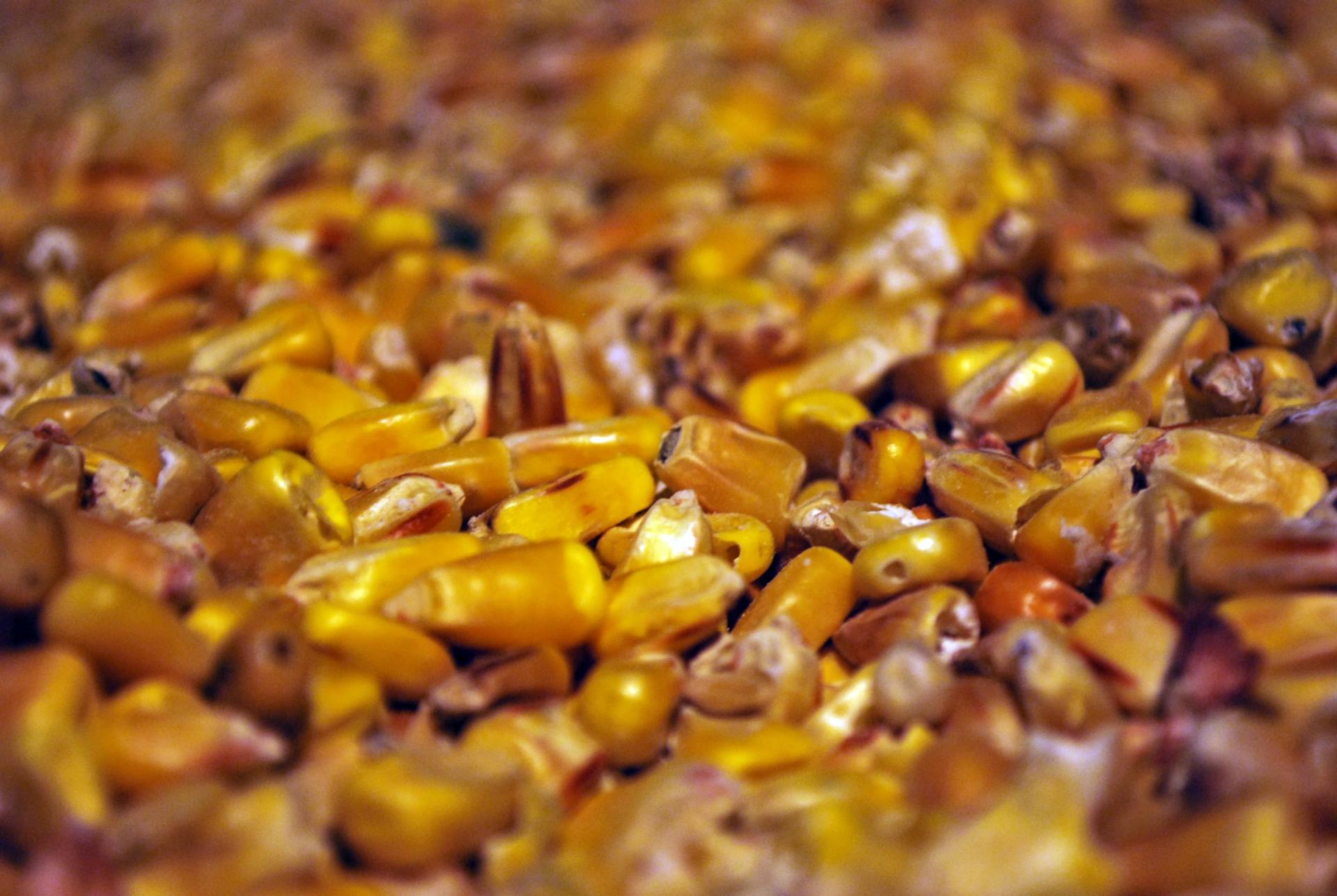 Seed Farmers 1st Agronomy